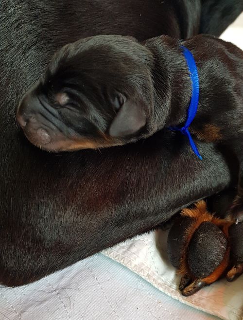 Baby Marshall vom Illerdamm