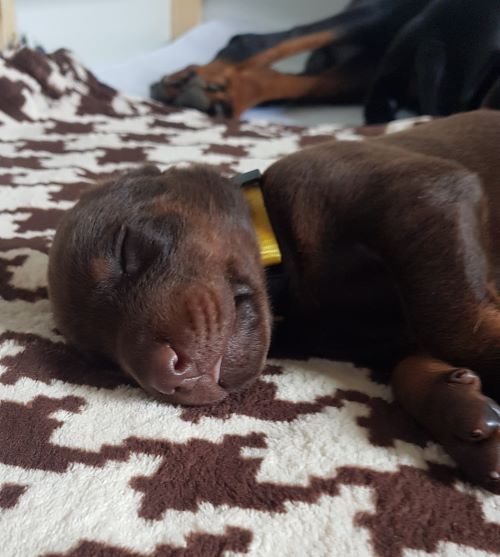 A puppy from the M-Litter