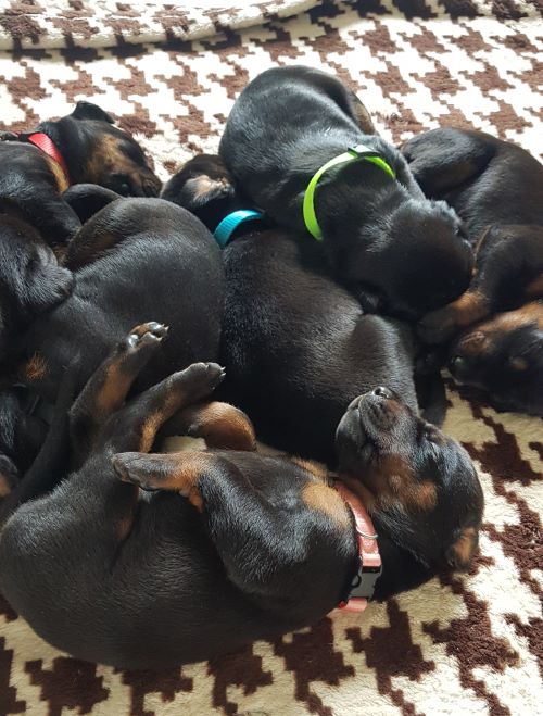 Puppies from the M-Litter