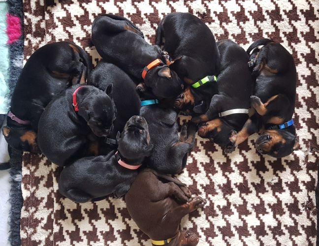 Puppies from the M-Litter