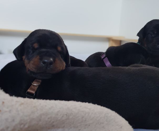 Puppies from the M-Litter