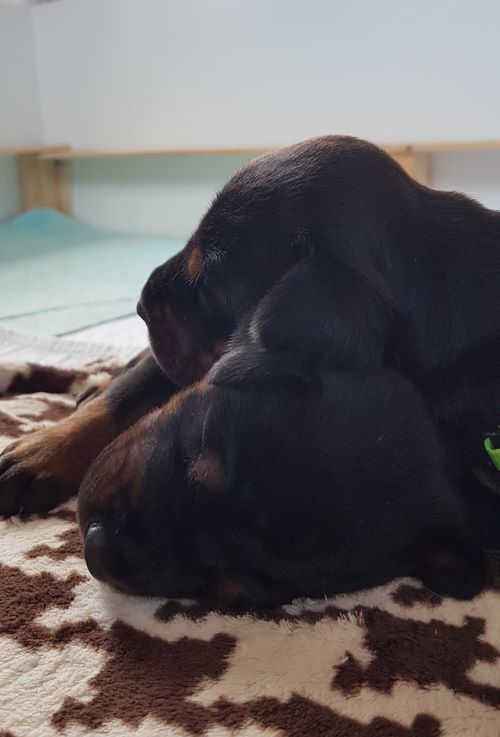 Puppies from the M-Litter