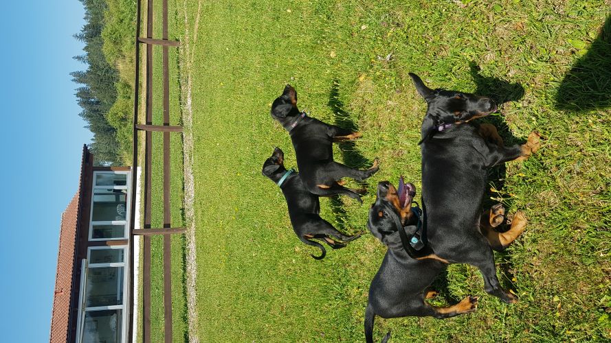 Puppies from the M-Litter visit the dog club