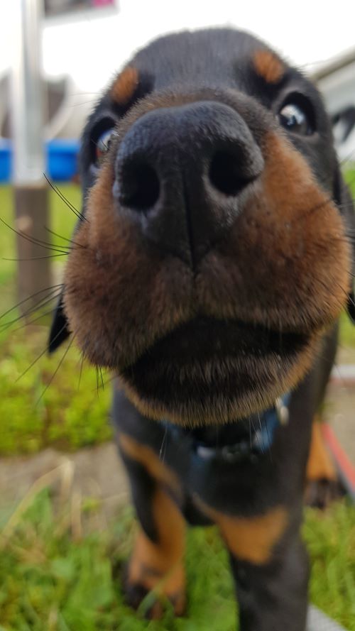 A puppy from the M-Litter