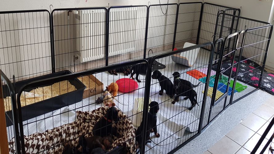 Our puppy pen