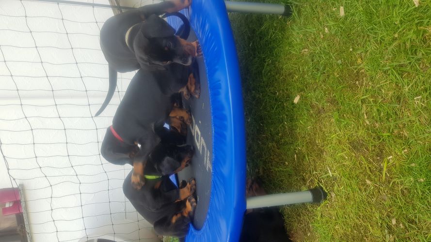 Puppies from the M-Litter on the trampoline