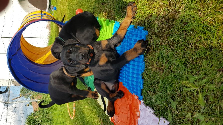Puppies from the M-Litter