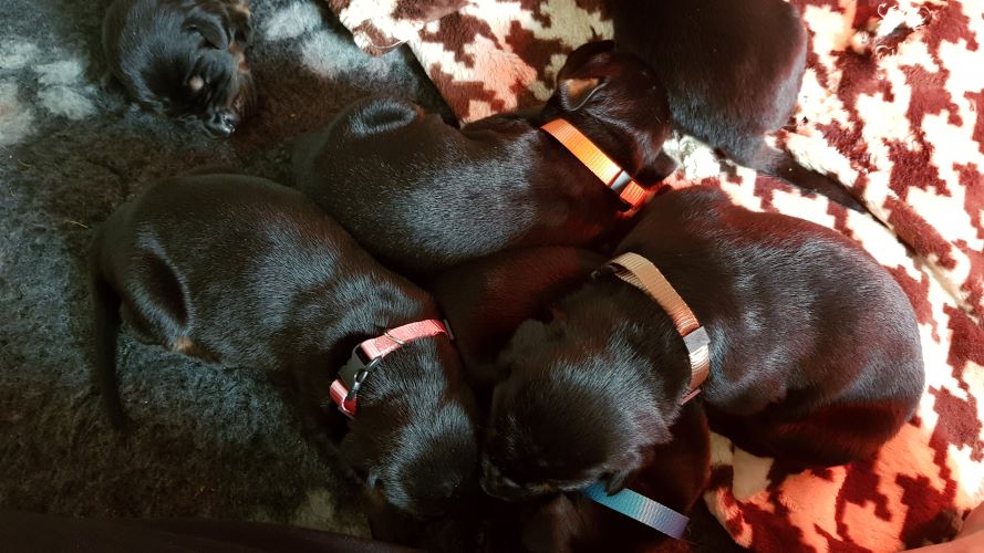 Puppies from the M-Litter
