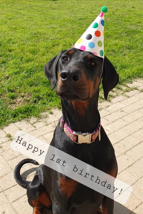Mick vom Illerdamm - 1 Jahr
