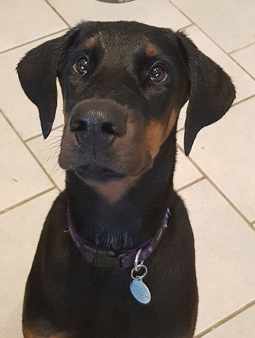 Tahi-réme Jamila as a puppy