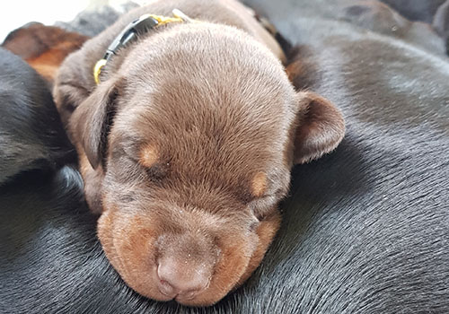 Puppies
