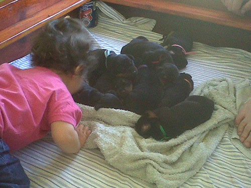 Ella with our L litter