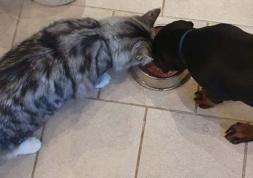 Nkalakatha vom Illerdamm mit Titania von Aminius