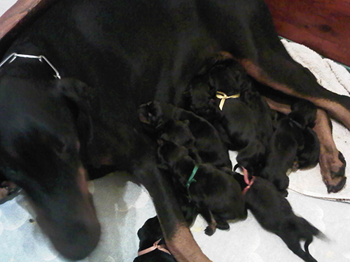 Jagger vom Illerdamm with the L-Litter