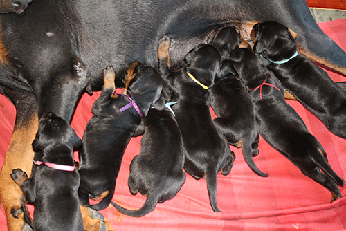 Jagger vom Illerdamm with the L-Litter
