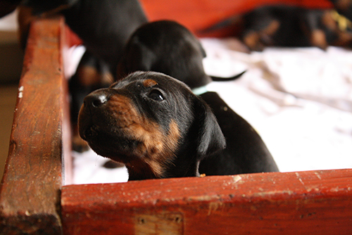 A puppy from the L-Litter