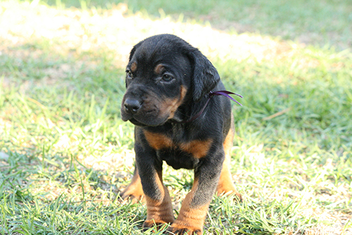A puppy from the L-Litter