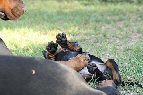 A puppy from the L-Litter