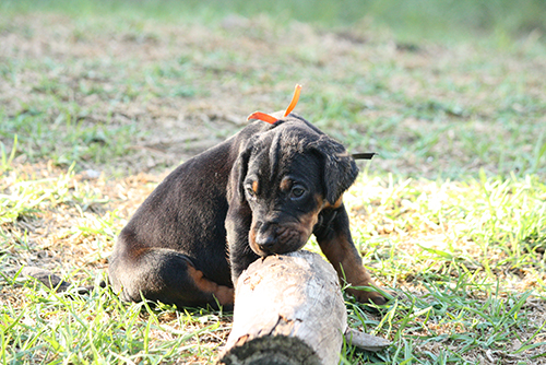A puppy from the L-Litter