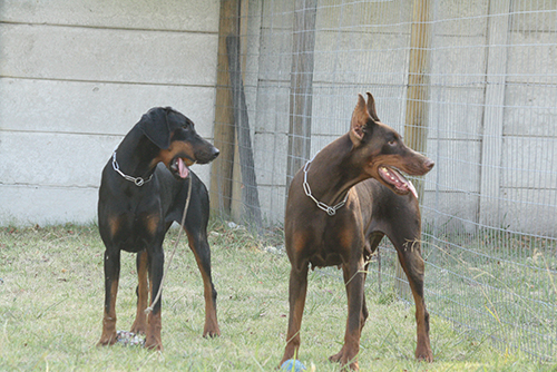 Jagger vom Illerdamm and Casa di Oro Adelina Ada