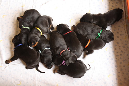 Out L-Litter