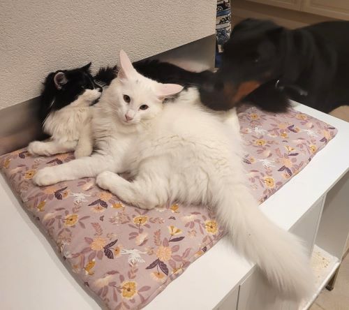 Tahi-réme Jamila with Cruella und Sugar Man von Ruwenda