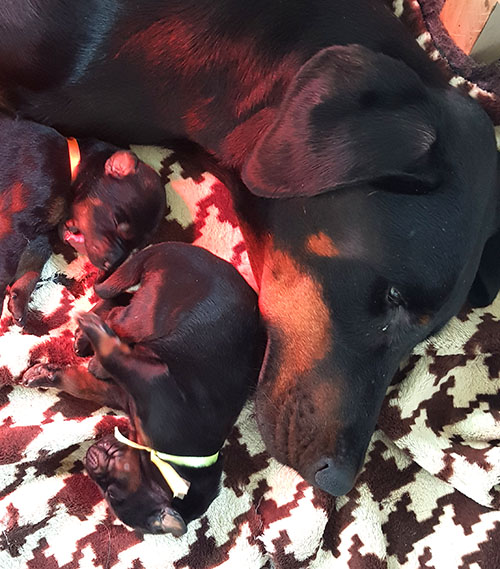 Tahi-réme Jamila with Puppies from the M-Litter