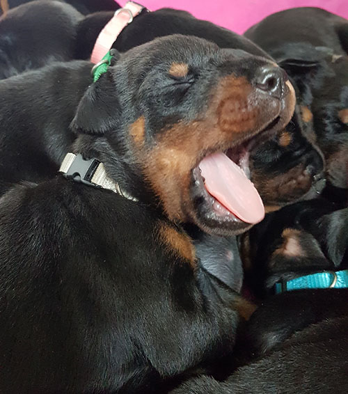 A puppy from the M-Litter