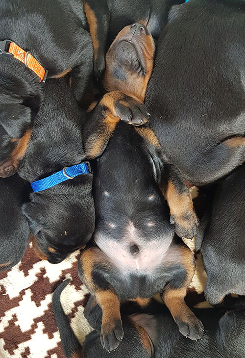 Puppies from the M-Litter
