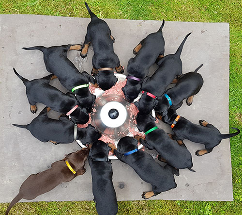 Our M-Litter