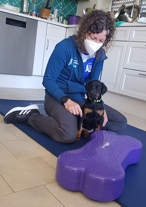 The Puppies from the M-Litter get Physiotherapy before they go to their new homes