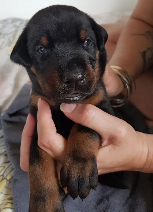 A puppy from the M-Litter