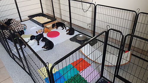 Our puppy pen