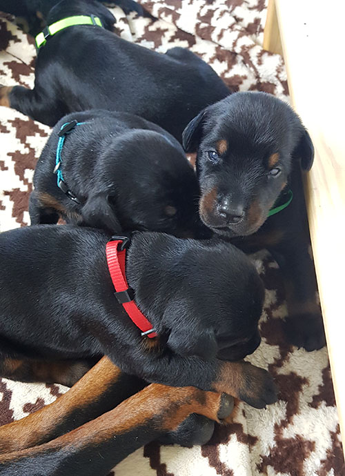 Puppies from the M-Litter