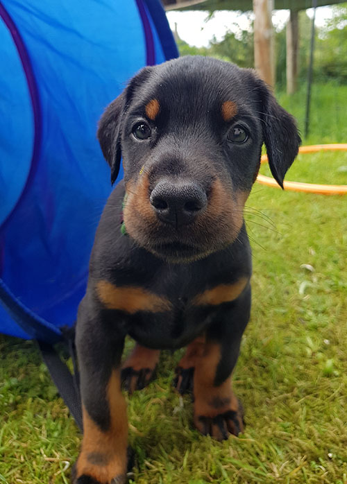 A puppy from the M-Litter