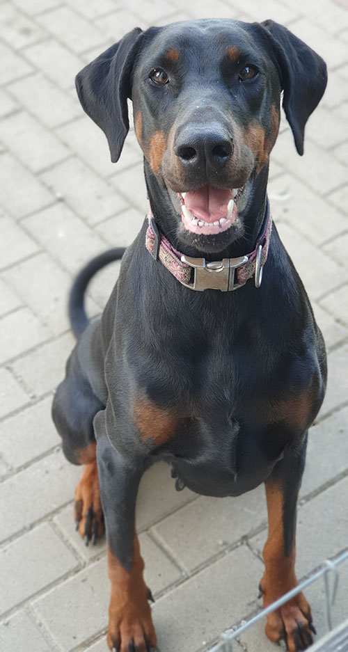 Mick vom Illerdamm - 2 years
