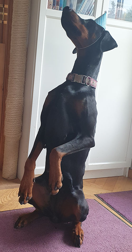 Mick vom Illerdamm - 2 years