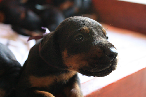 A puppy from the L-Litter