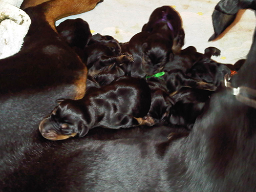 Puppies from the L-Litter