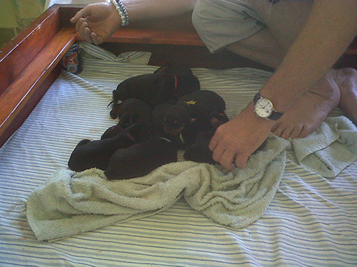 Puppies from the L-Litter