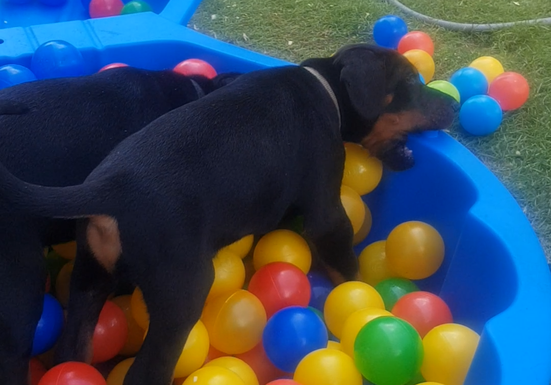 Welpen - Videos